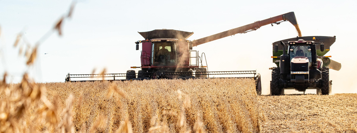 Combine harvesting wheat