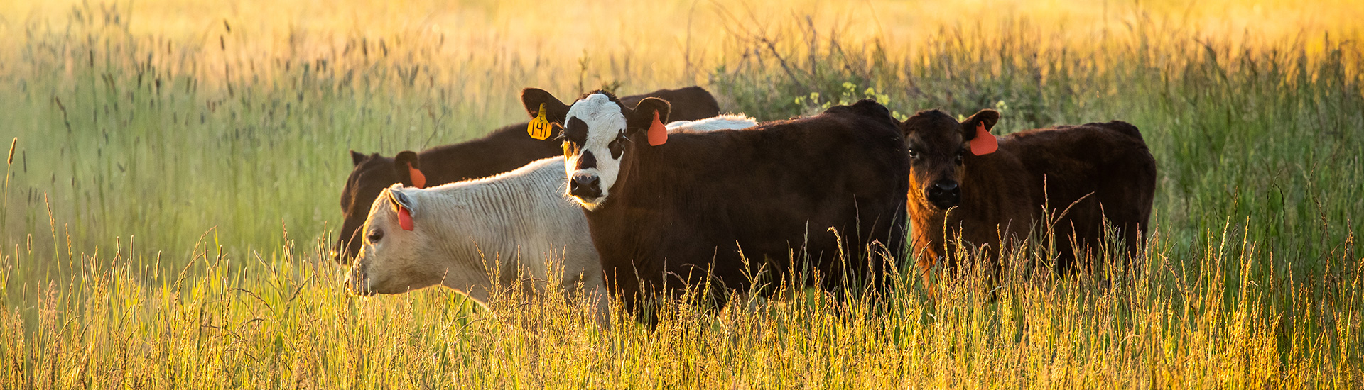 cattle