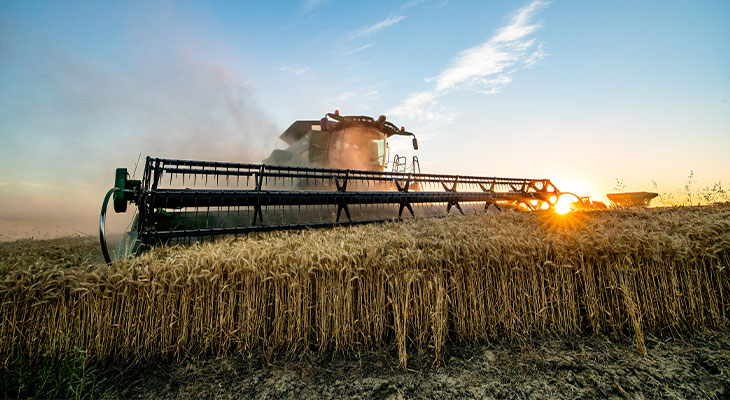 Combine harvesting wheat