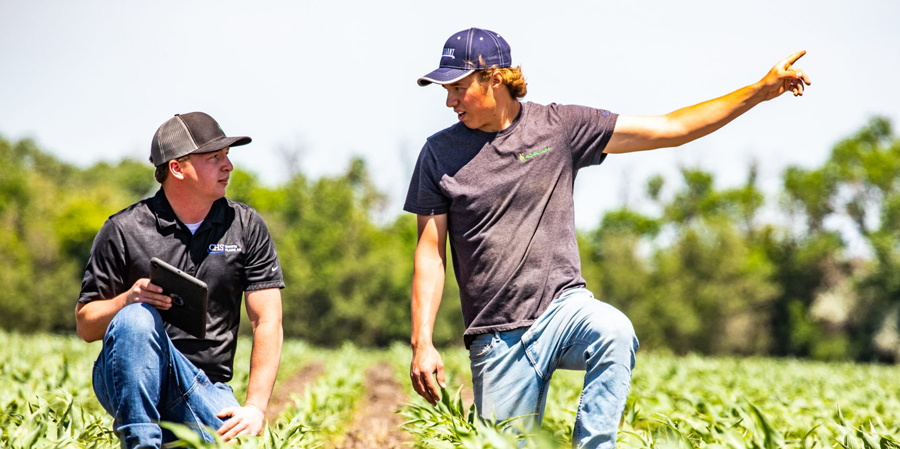 Two men in a field looking at crops